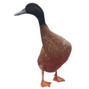 dog the therapy duck