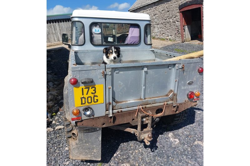 Animal related private number plate